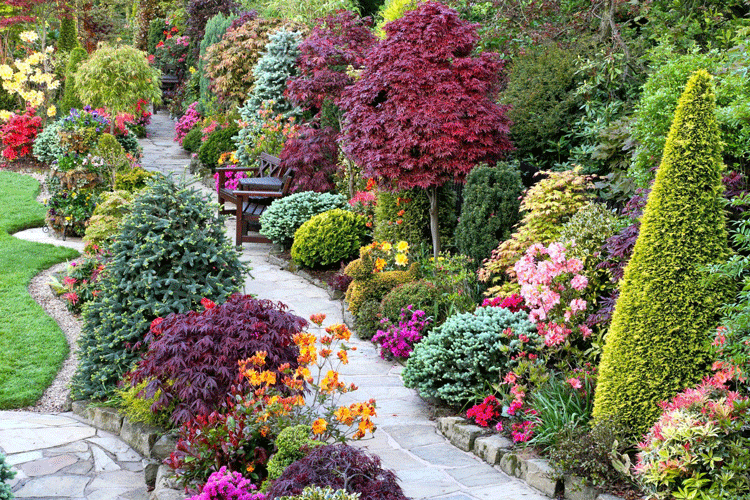 flowers-images
