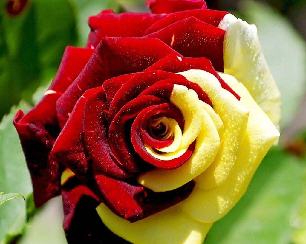 flowers-images